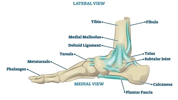 A Guide to Understand Ankle Joint with Diagram