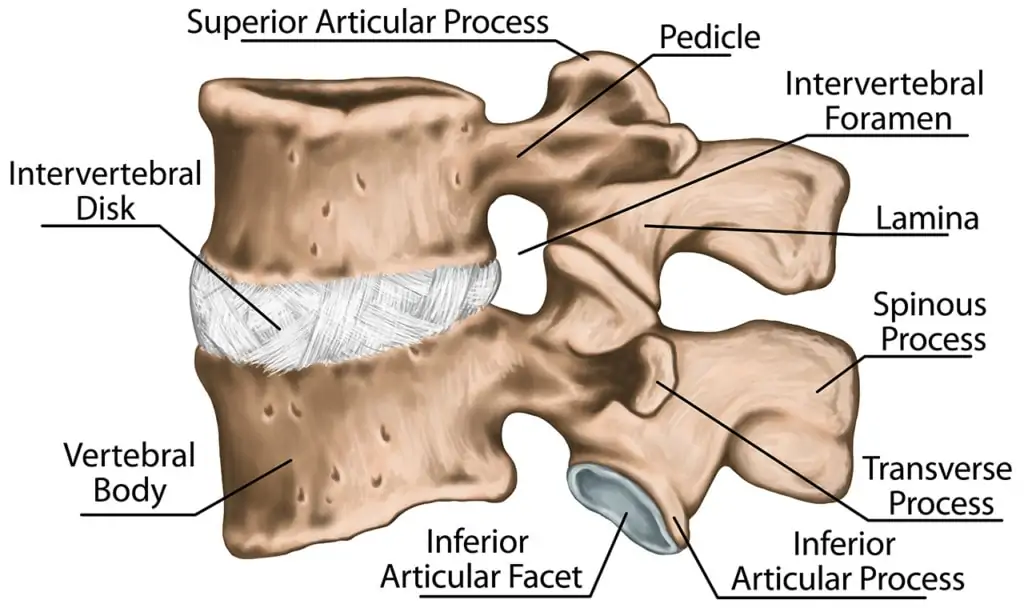 What Is Foraminal Stenosis? Understanding the Causes, Symptoms, and Treatment