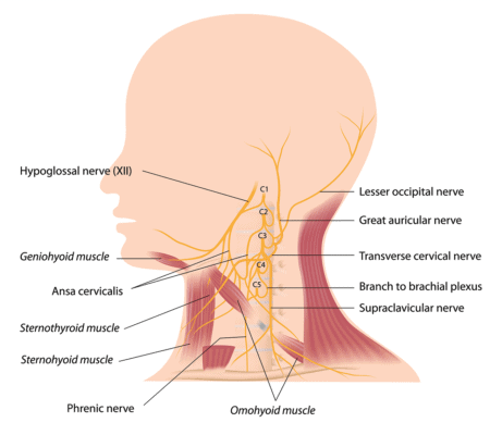 Head and Neck Pain Relief: Could the Superficial Cervical Plexus Be the Key?