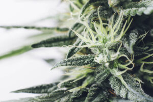 cannabis plant used for pain management and therapeutic treatment