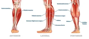 Calf muscle anatomy showing gastrocnemius, soleus, tibialis anterior, and Achilles tendon – related to gastrocnemius recession procedure.