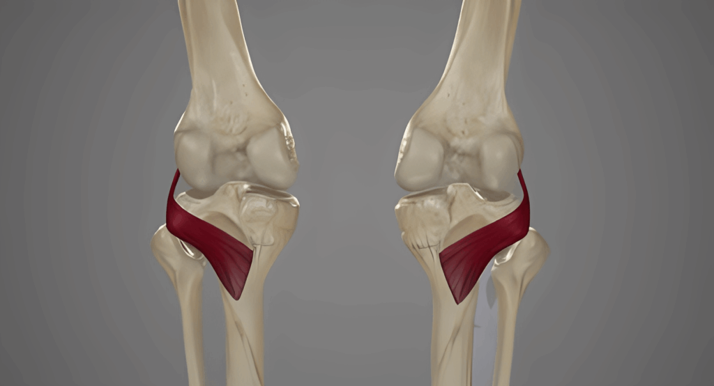 3D illustration hihglight the knee pain