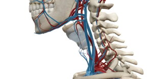 3D illustration hihglight the Neck Pain